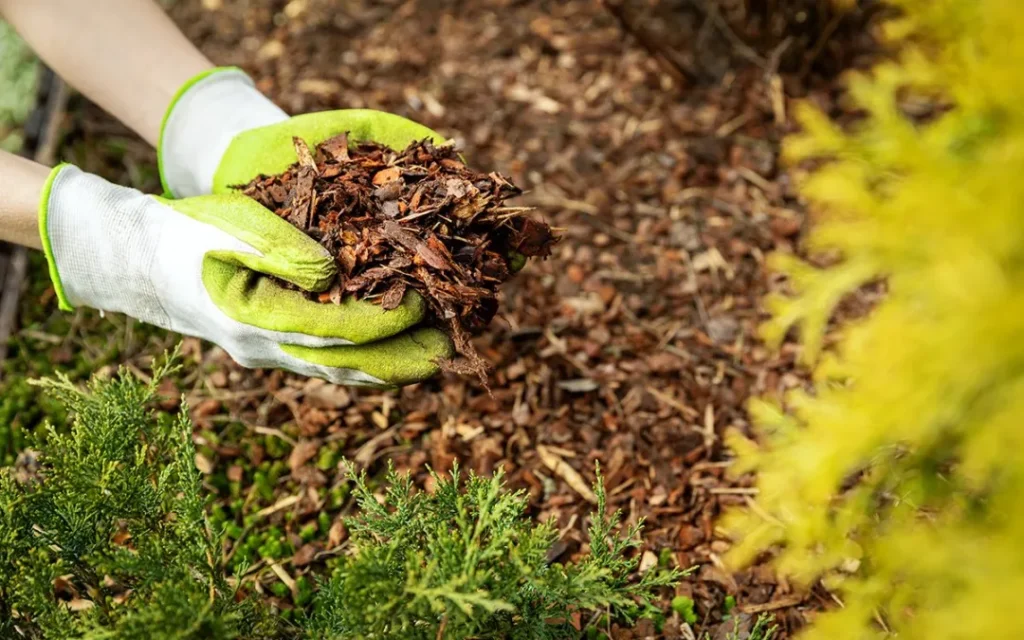 Mulch Alternatives 